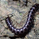 Image of Millipede