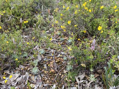 Image of Stylidium brunonianum Benth.