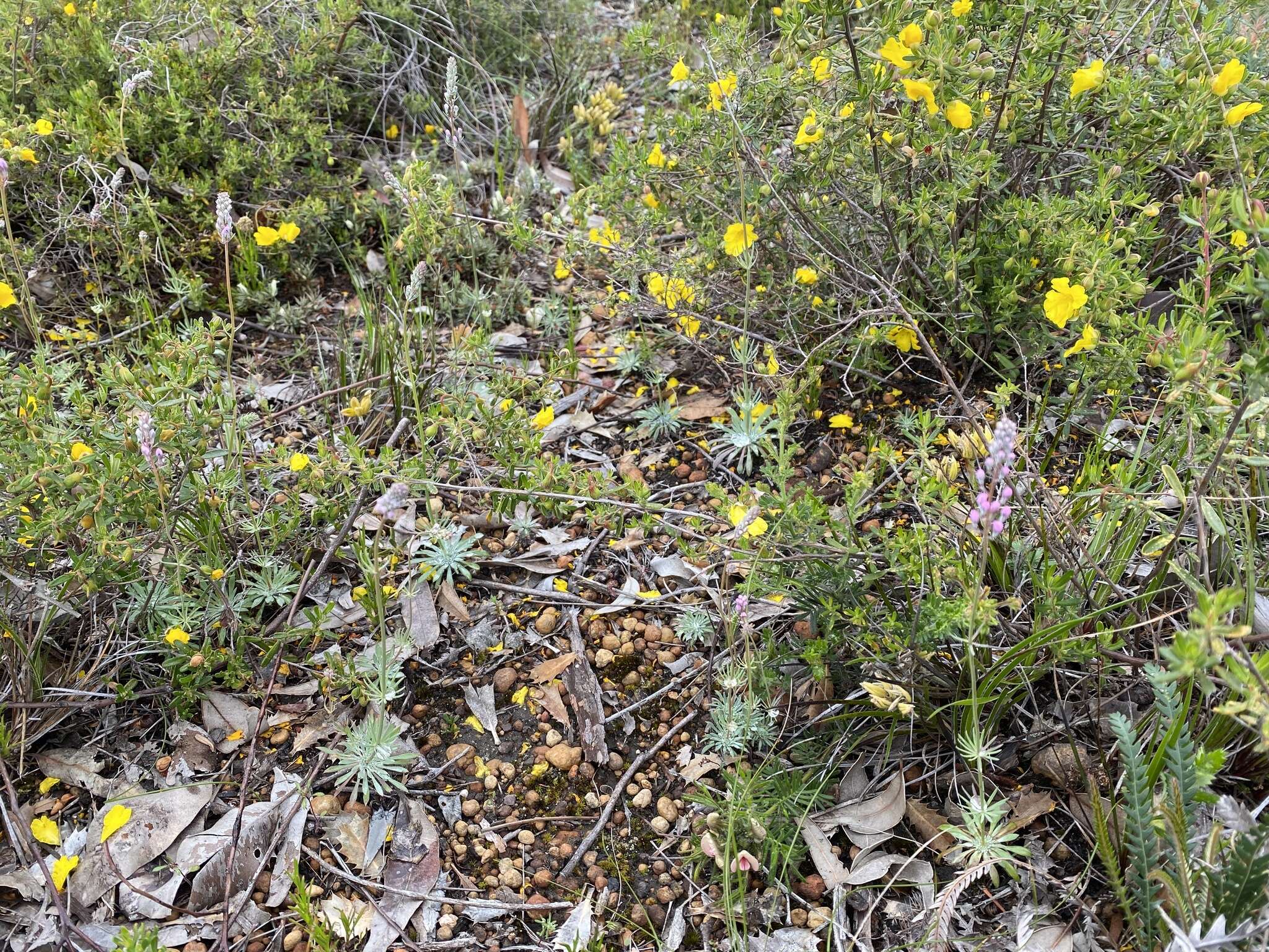 Image of Stylidium brunonianum Benth.