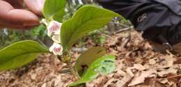 Image of Mandevilla pubescens (Willd. ex Roem. & Schult.) J. F. Morales