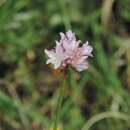 صورة Armeria saviana Selvi