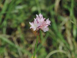 صورة Armeria saviana Selvi