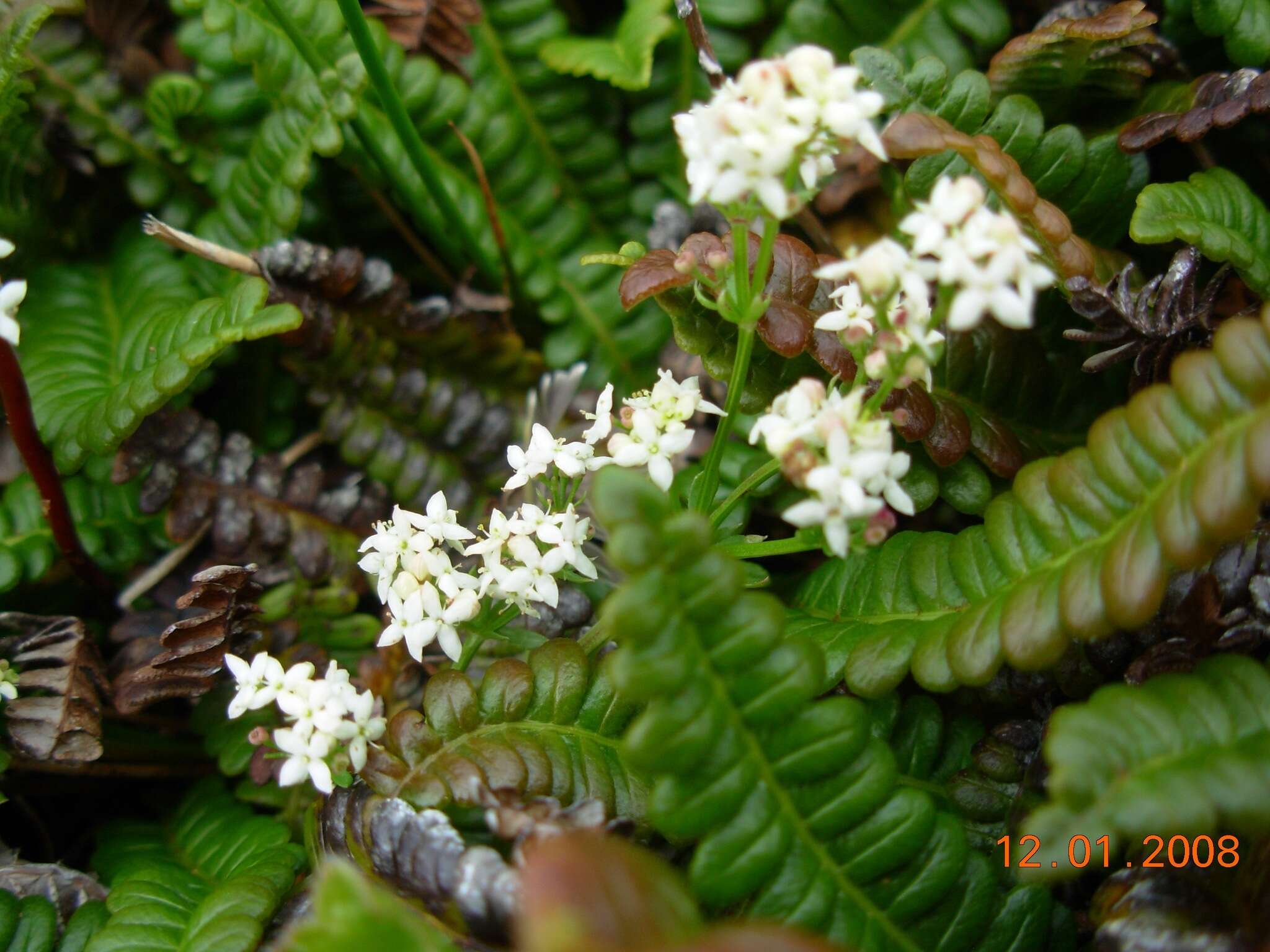 Plancia ëd Galium saxatile L.