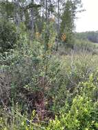 Image de Macranthera flammea (Bartr.) Pennell