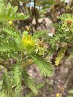 Lecocarpus darwinii H. Adsersen resmi