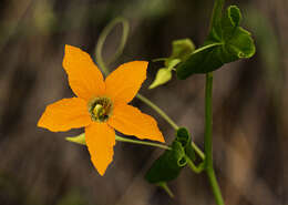 Image of Momordica humilis (Cogn.) C. Jeffrey