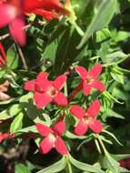 Image of Bouvardia multiflora (Cav.) Schult. & Schult. fil.