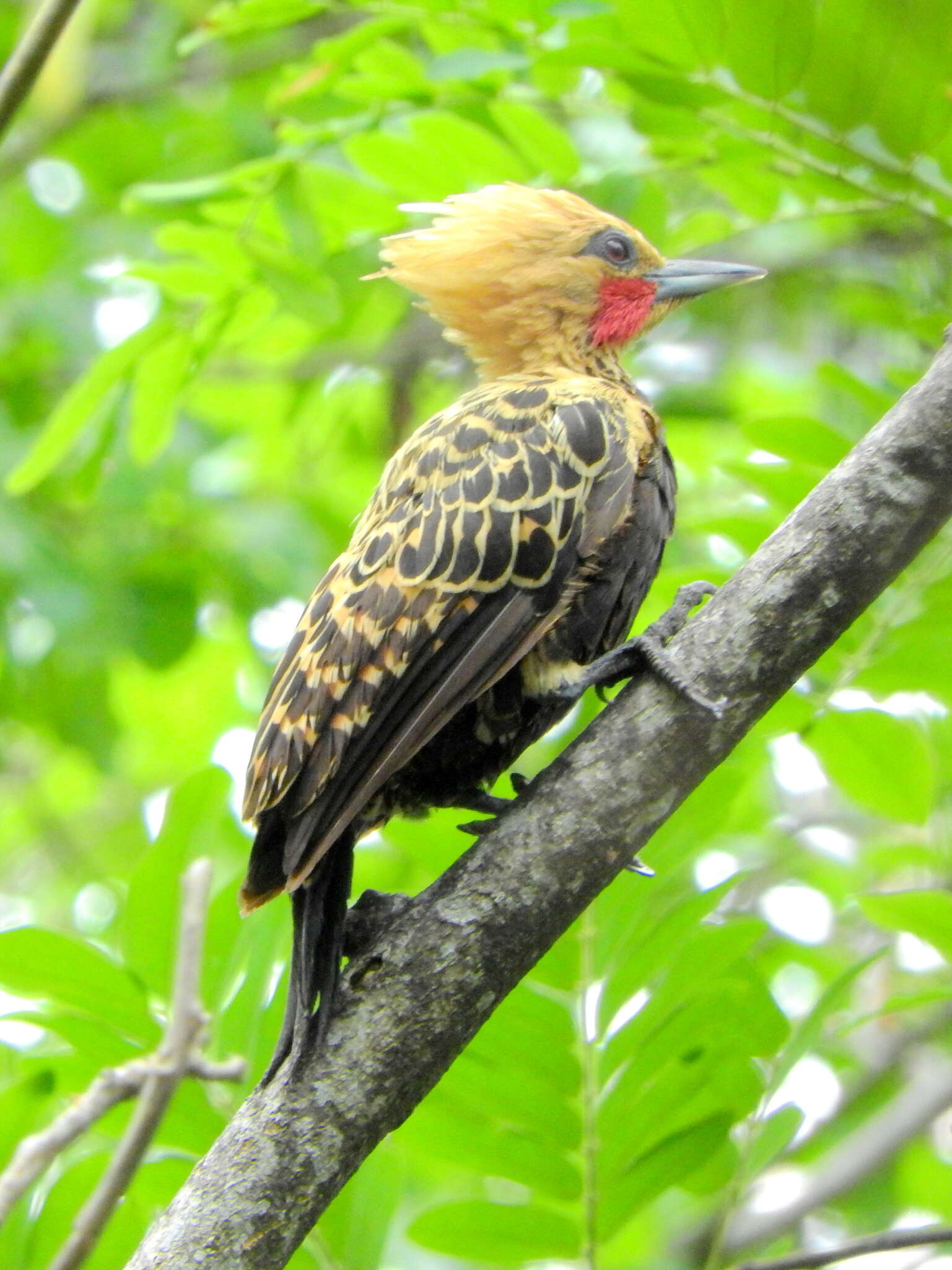 Image of Ochre-backed Woodpecker