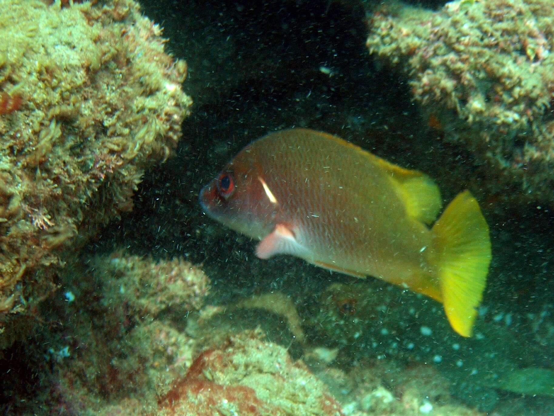 Image of Amarillo snapper