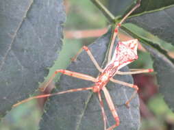 Image de Epidaus tuberosus Yang 1940