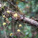 Imagem de Sedum epidendrum Hochst. ex A. Rich.