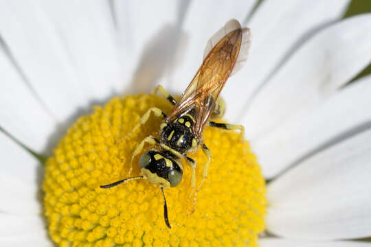 Image of Philanthus crabroniformis F. Smith 1856