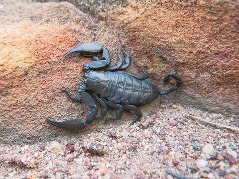 Image of Flat rock scorpion