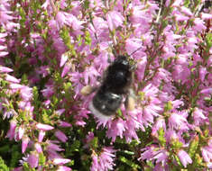 Image of Bombus soroeensis (Fabricius 1776)