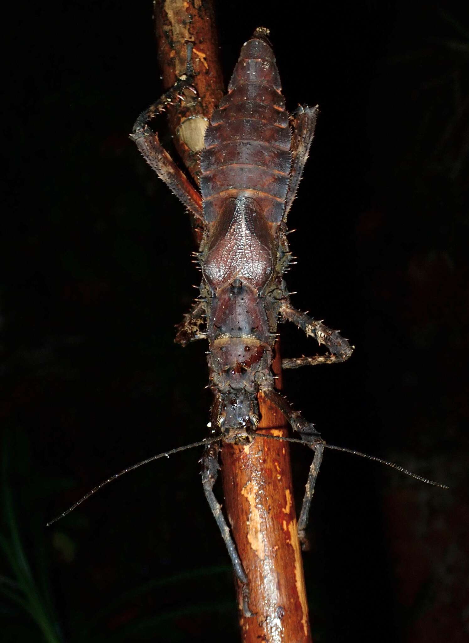 Image of Haaniella echinata (Redtenbacher 1906)