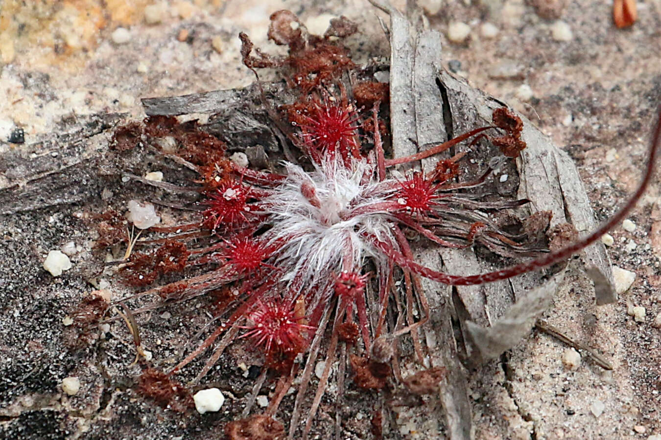 Image of Drosera petiolaris R. Br. ex DC.