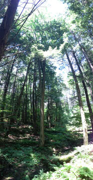 Image of American elm