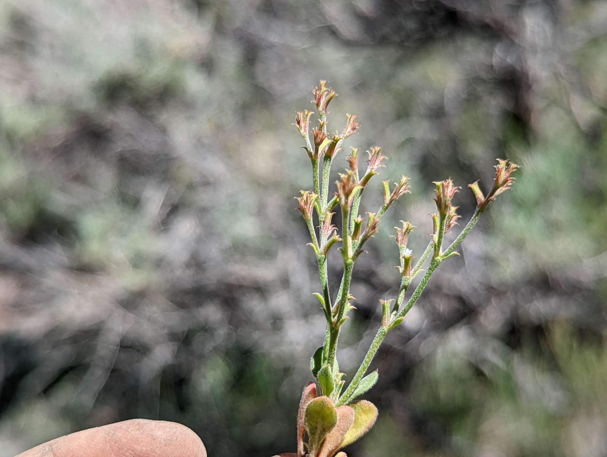 Sivun Chorizanthe brevicornu var. spathulata (Small ex Rydberg) C. L. Hitchcock kuva