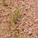 Image of basin bellflower