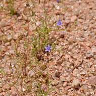 Image of basin bellflower