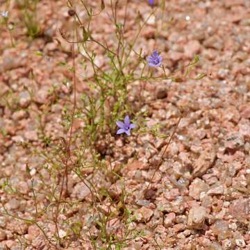 Campanula reverchonii A. Gray resmi