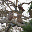 Image of South American Great Horned Owl