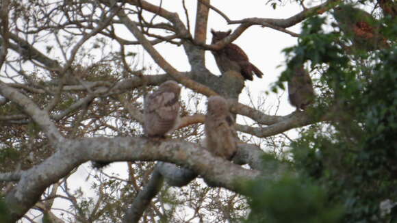 Image of South American Great Horned Owl