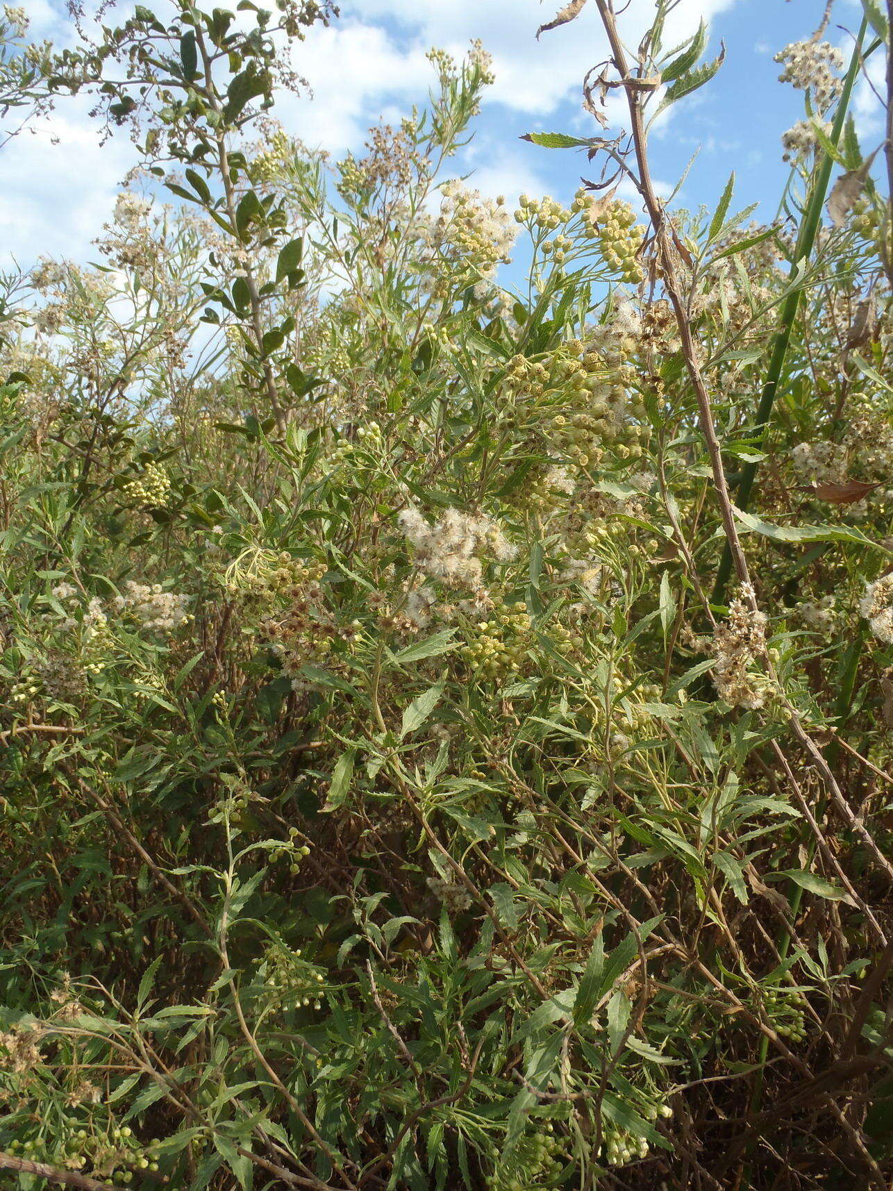 Plancia ëd Nidorella ivifolia (L.) J. C. Manning & Goldblatt