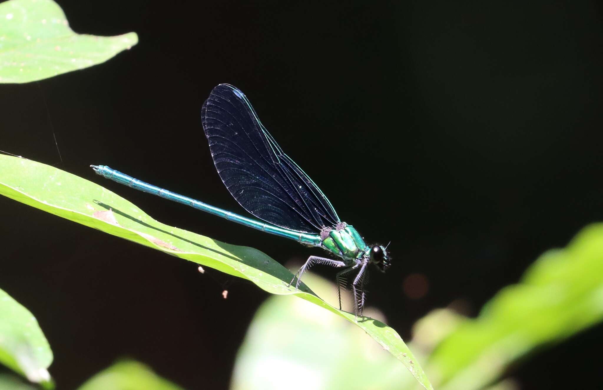 Image of Western Bluewing