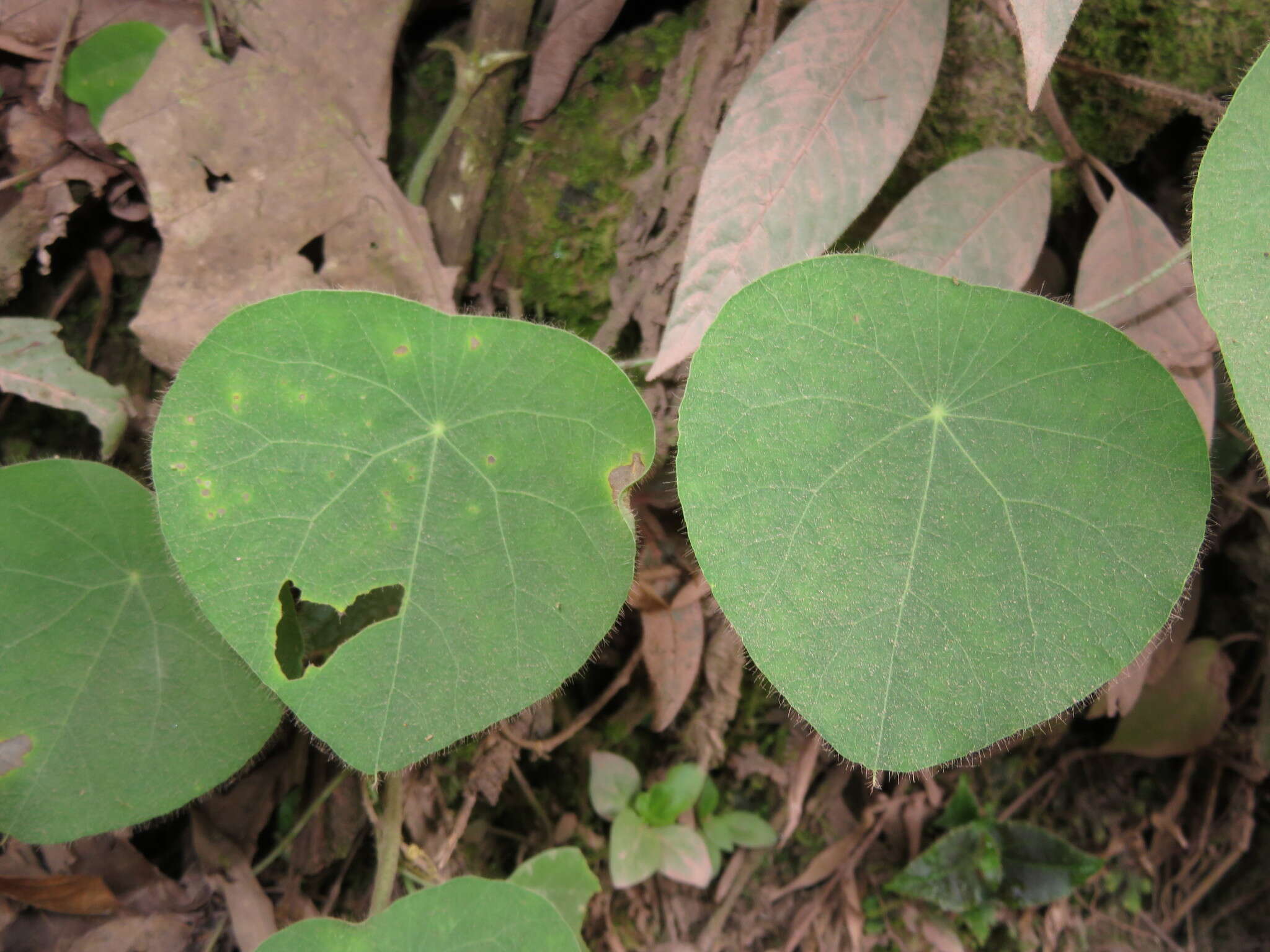 Image of Cissampelos grandifolia Triana & Planch.