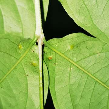 Imagem de Bunchosia polystachya (Andr.) DC.