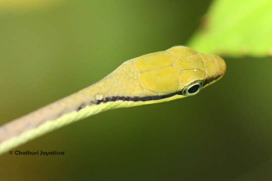 صورة Dendrelaphis wickrorum