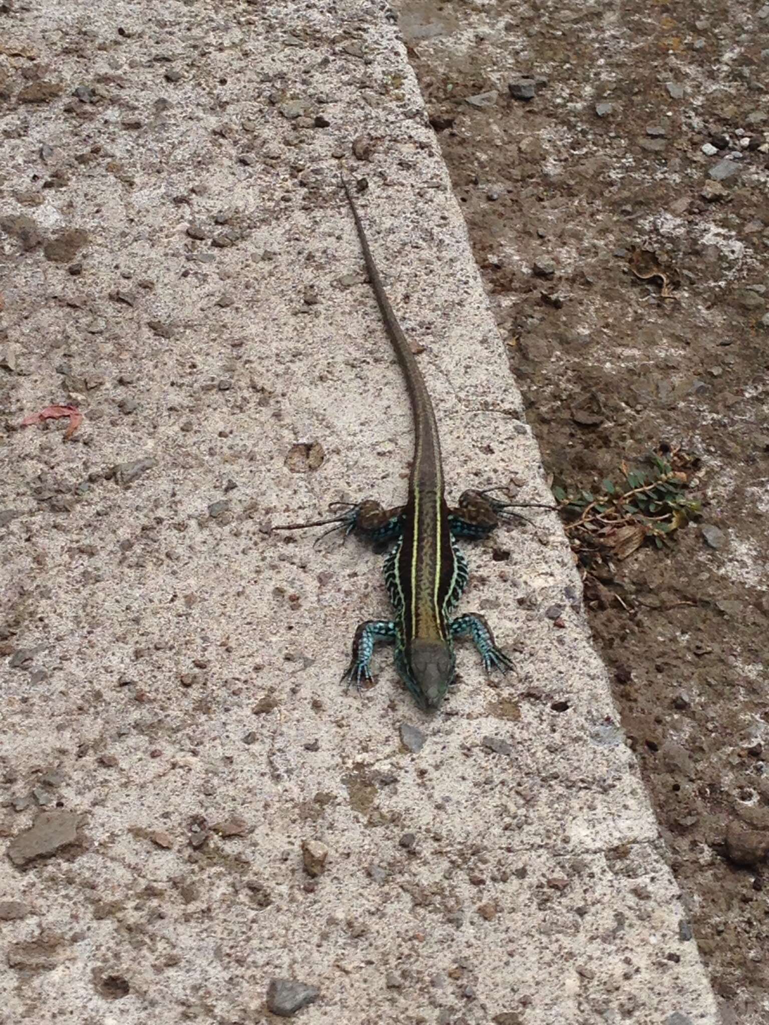 Image of Four-lined Ameiva