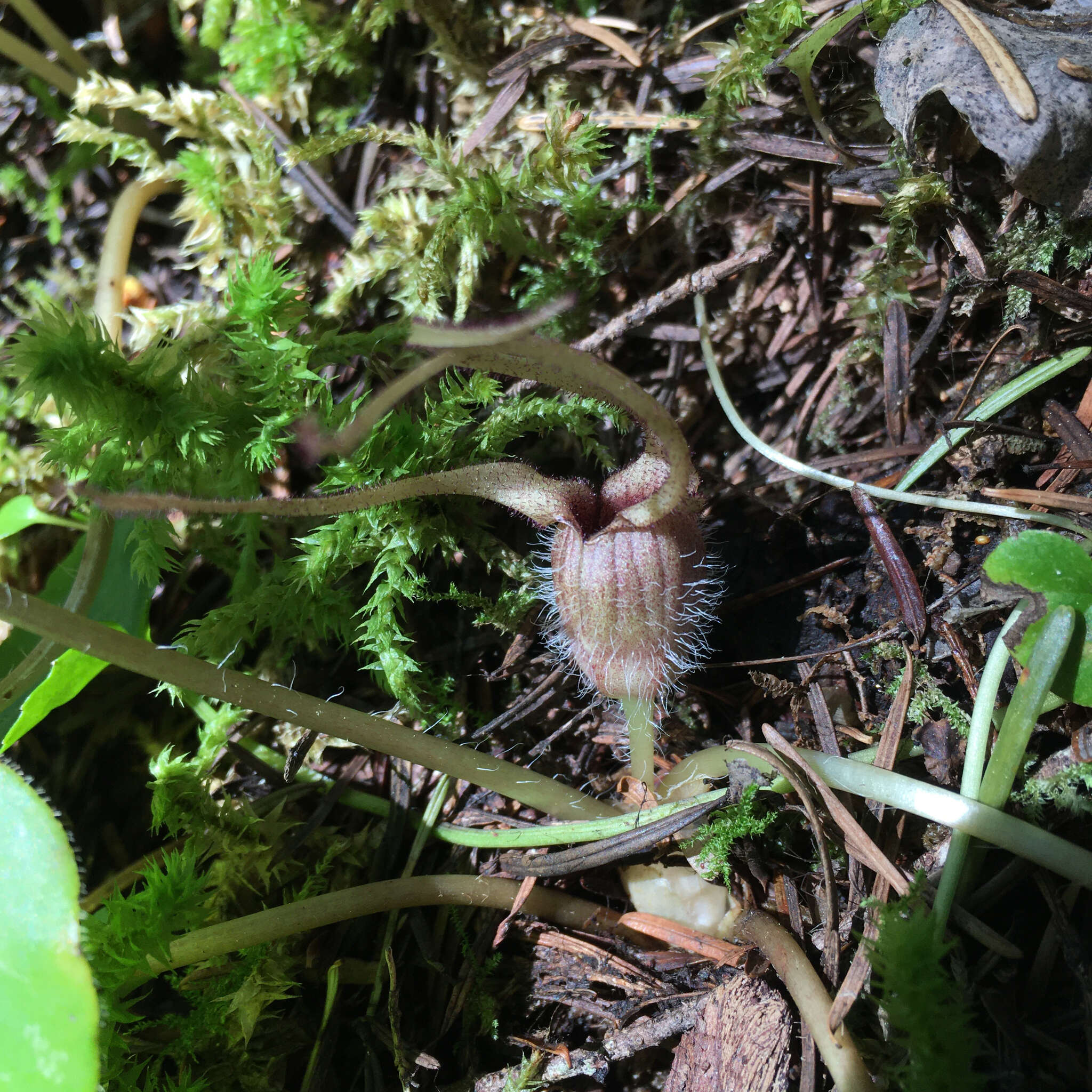 Image of marbled wildginger