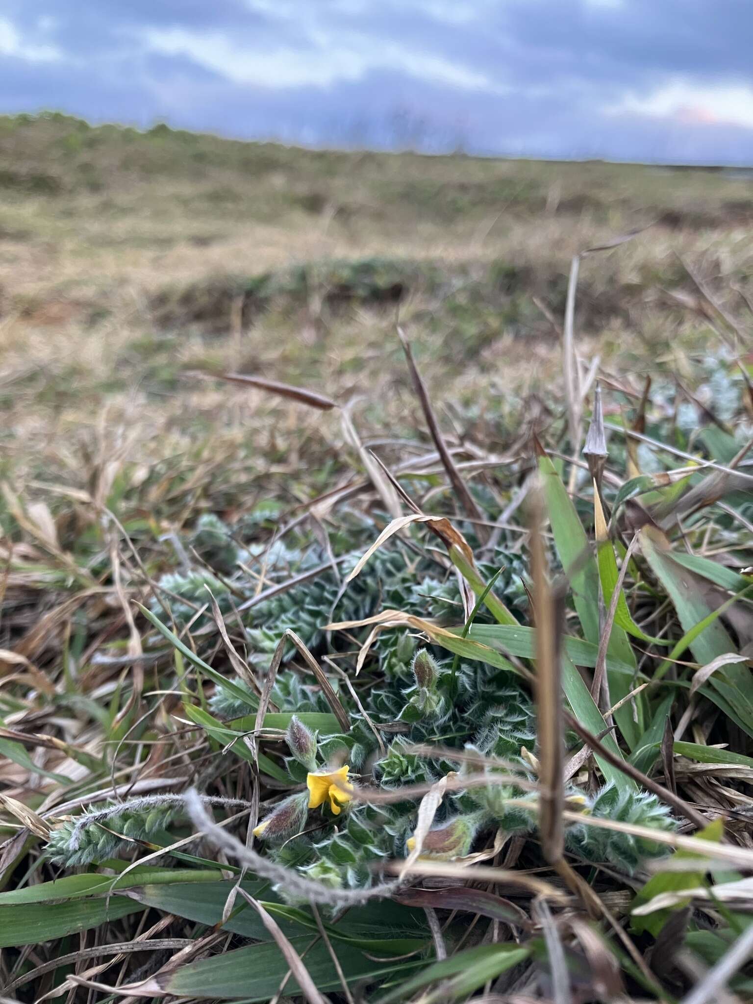 Image of Crotalaria similis Hemsl.