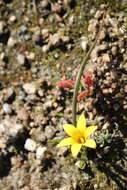 Image of Romulea saldanhensis M. P. de Vos