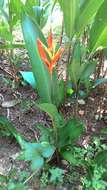 Image of parakeetflower