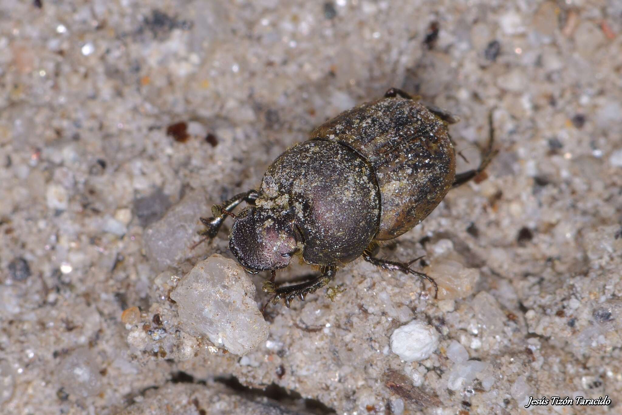 Image of Onthophagus (Palaeonthophagus) similis (Scriba 1790)