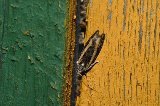 Image of Leaf roller