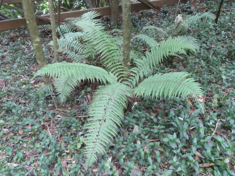 Image of alpine woodfern