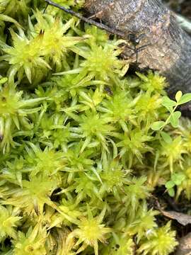 Imagem de Sphagnum lescurii Sullivant ex A. Gray 1856