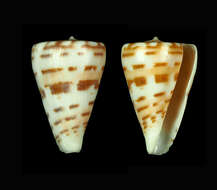 صورة Conus advertex (Garrard 1961)