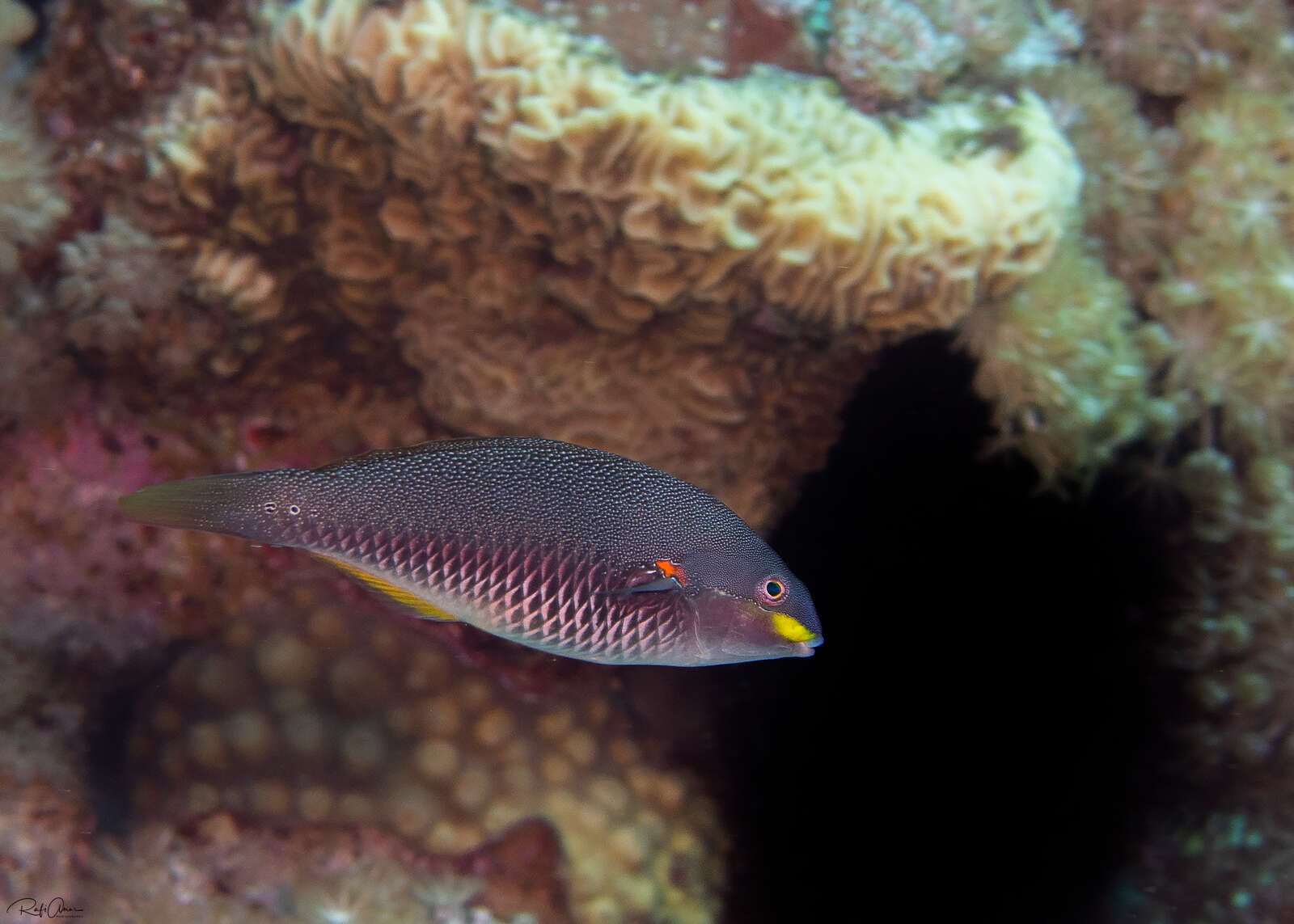 Image of Blue-lined wrasse