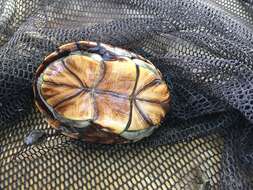 Image of Mississippi mud turtle