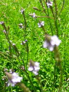 Image de Verbena gracilescens (Cham.) Herter