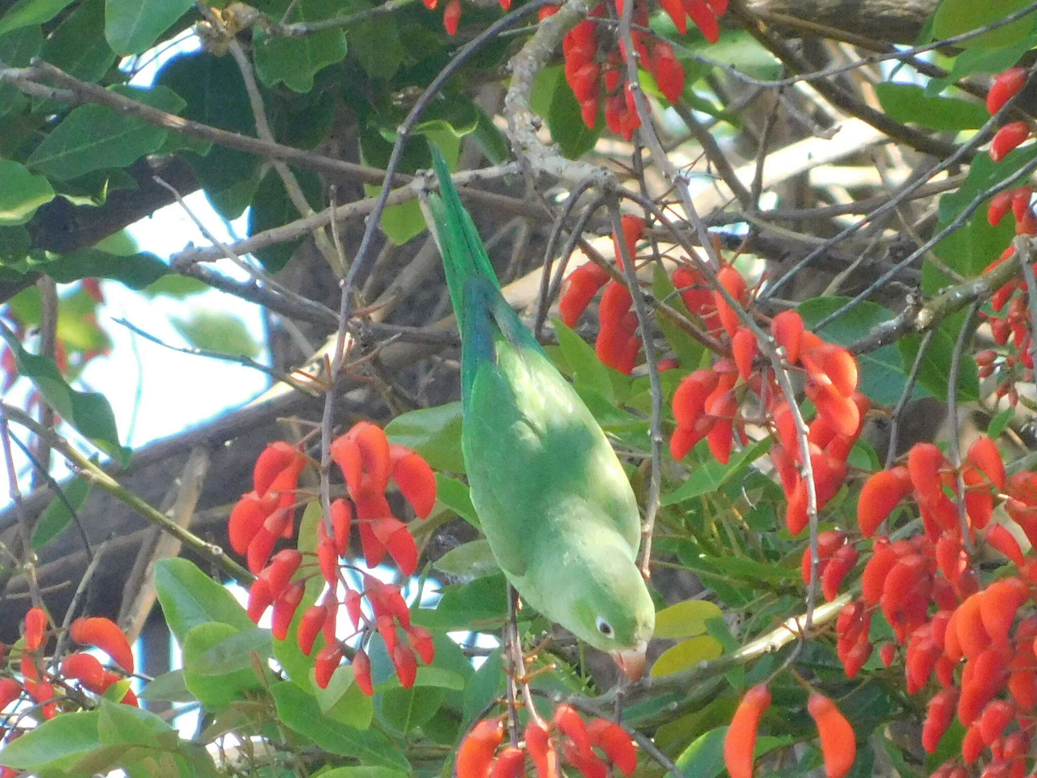 Image of Yellow-chevroned Parakeet