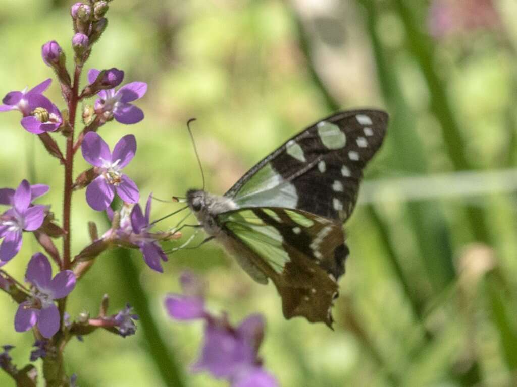 Слика од Graphium macleayanus (Leach 1814)