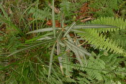 Слика од Olearia lacunosa Hook. fil.