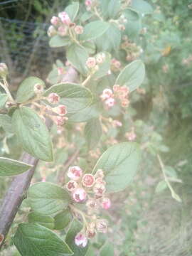 Image of orange cotoneaster