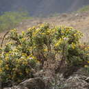 Image of Senecio crepidifolius DC.